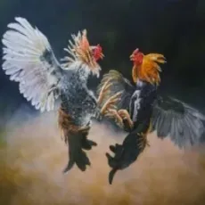 Cockfight